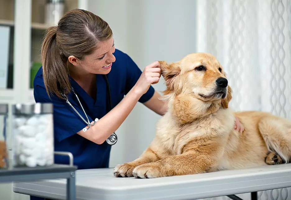 6 Things To Know Before Applying For Vet Tech Jobs MY Wicked Armor